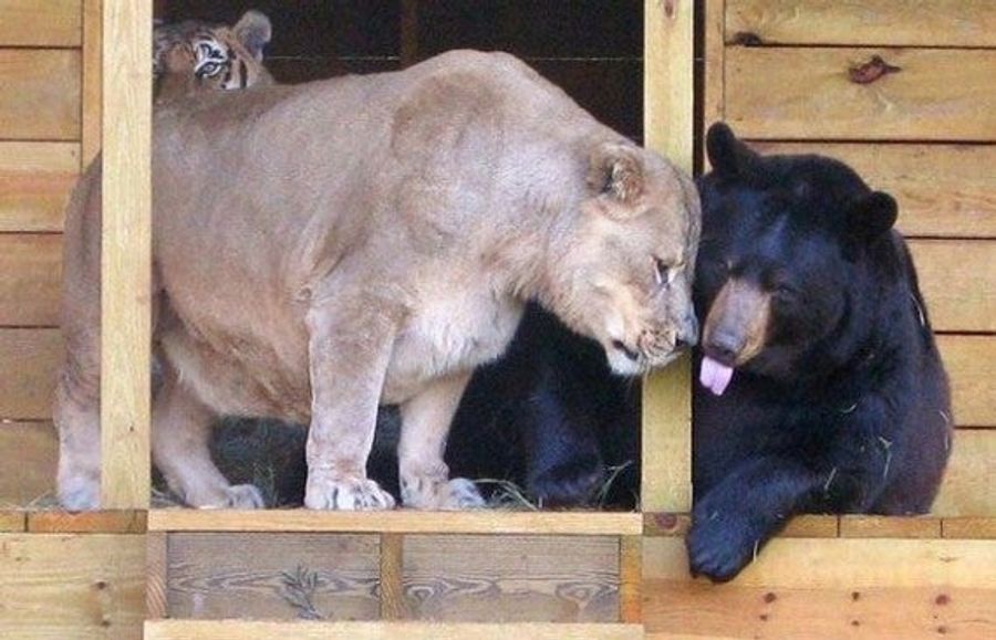 Semi-Sentient Mammals Of The NFC North: Your <i>Monday Night Football</i> Open Thread
