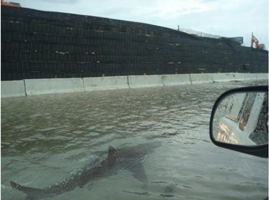 Unfortunately, Photo Of Giant Shark Swimming Through Flooded Puerto Rico Street Is Fake