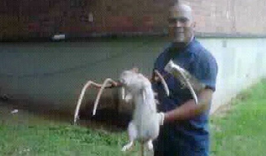 HOLY SHIT GIANT RAT IMPALED ON PITCHFORK