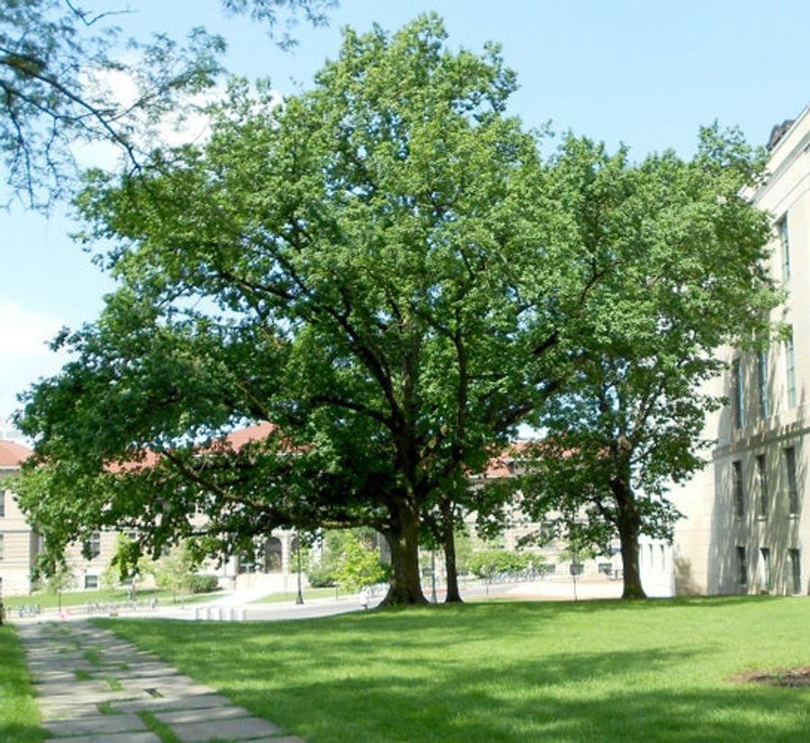 Ohio State Can't Find Their Hitler Tree