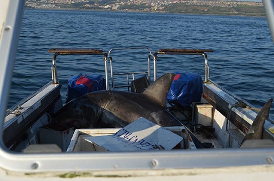 Great, It's Gotten To The Point That Great White Sharks Are Jumping Into Our Boats