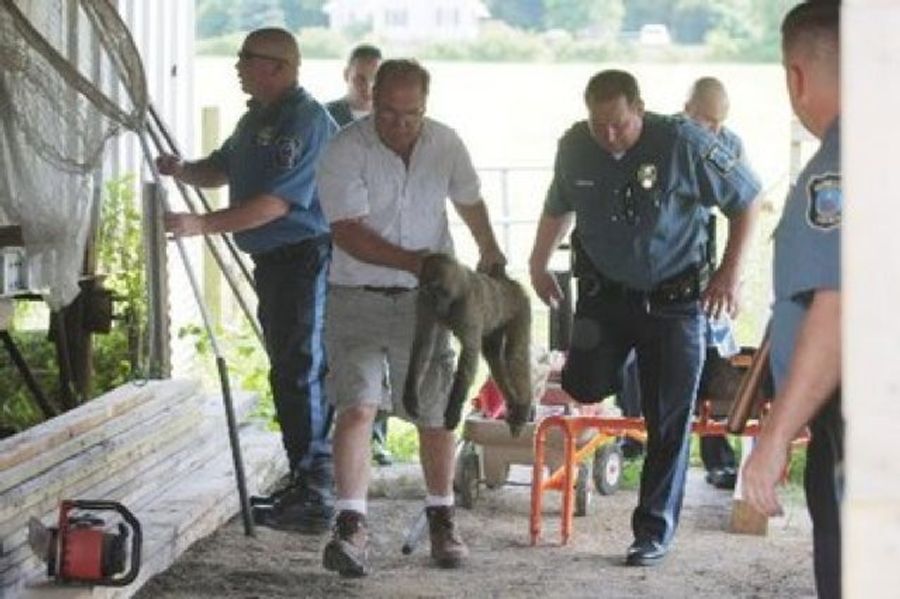 THE ELUSIVE GREAT ADVENTURE BABOON HAS BEEN CAPTURED! NEW JERSEY IS SAFE!