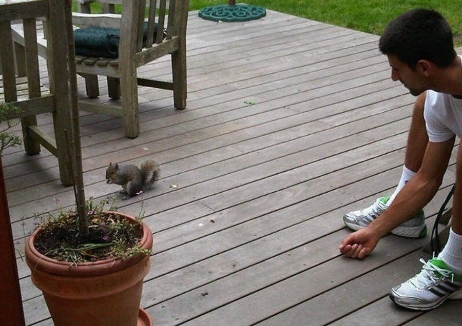 Deprived Of His Poodle, Serial Animal-Lover Novak Djokovic Seeks Companionship From Squirrel