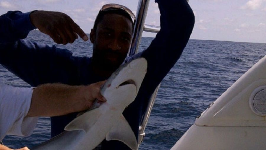 This Would Be An Apt Metaphor If There Were An NBA Team Named The Sharks