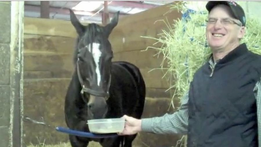 Lady Horse Who Finished Racing Career 19-1 Blogs About Getting Knocked Up