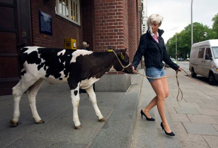 German Women Adept At Milking Cows, Plowing Fields Vie For Calendar-Modeling Gig