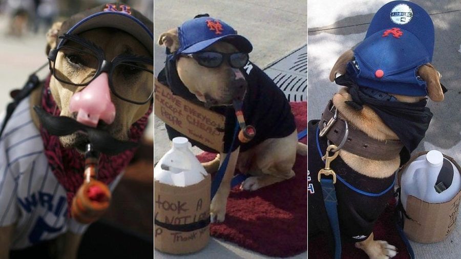 This Poor Dog Is Forced To Sit Outside Mets Games With A Pipe In Its Mouth