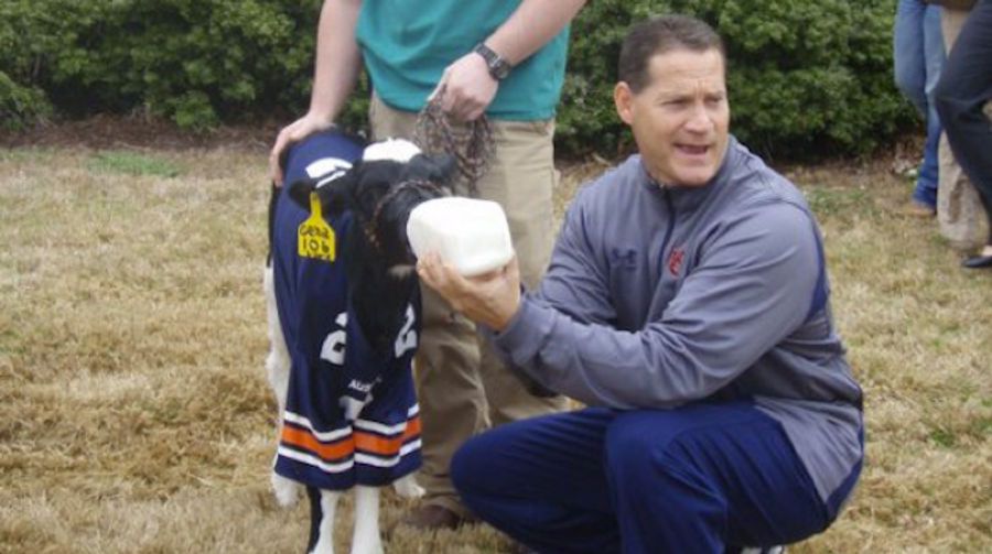 Cam Newton Is Still Gene Chizik's Golden Calf