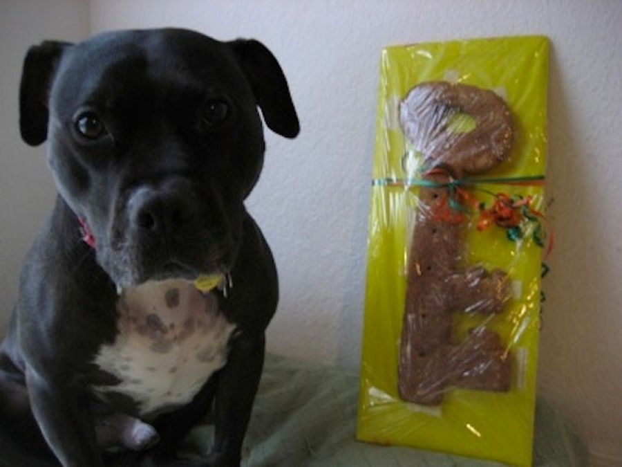 Michael Vick's Dog Receives Key To The City