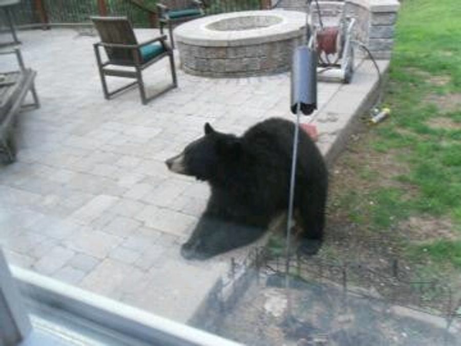There's A Bear In Trey Wingo's Backyard