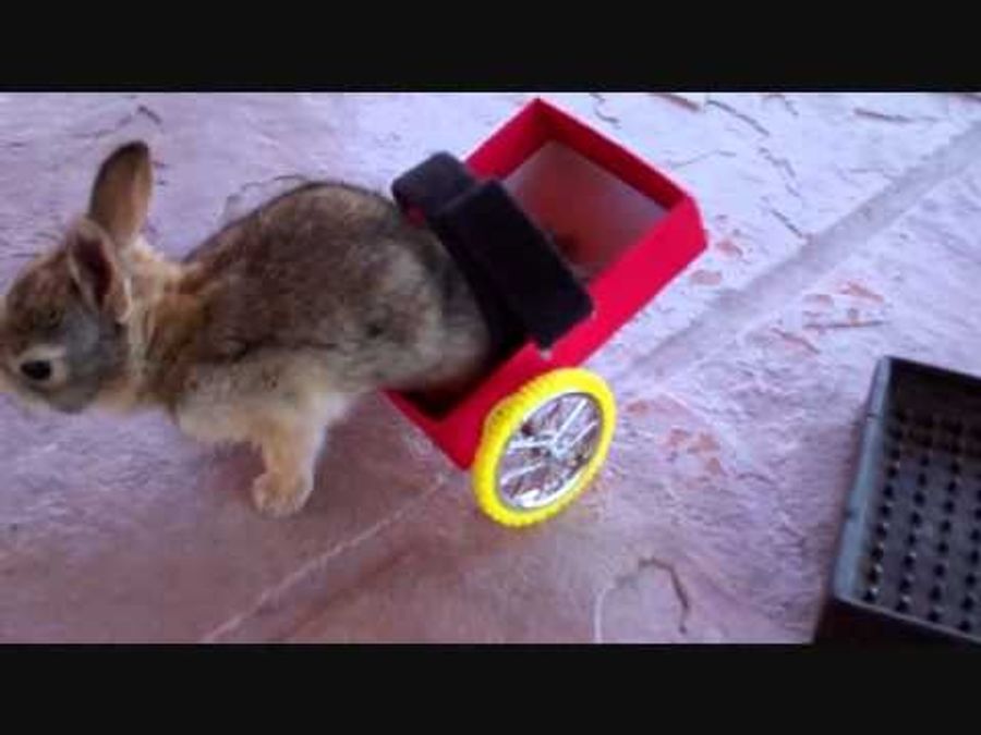 The Bunny Video To End All Bunny Videos