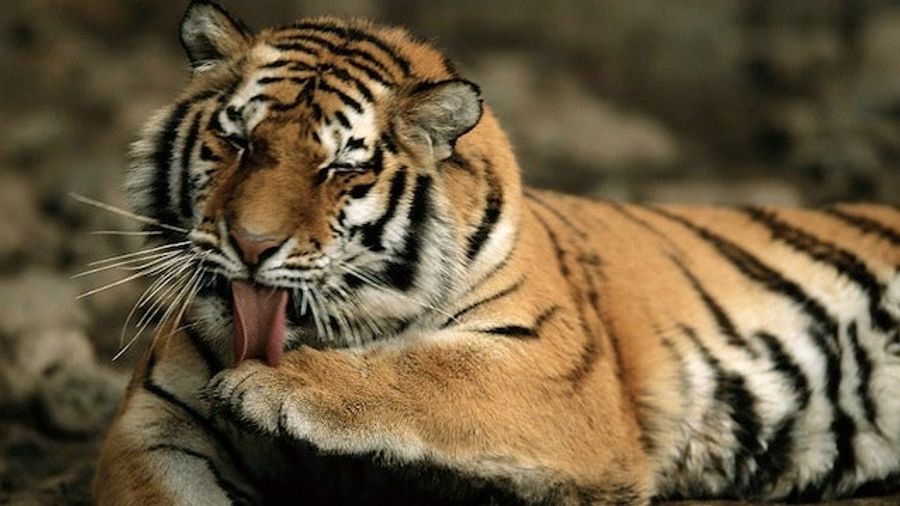 Debate Over: Tigers Beat Lions