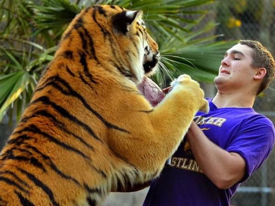 High School Wrestler&#39;s Vision Quest Involves A 400-Pound Tiger