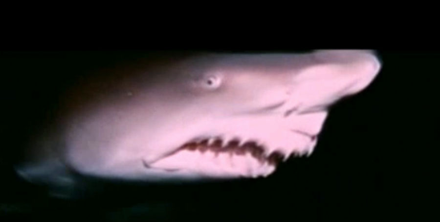 Drunken Diver Kills Maneating Shark With His Butt