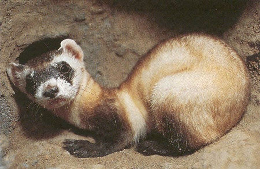 Cockblocked By A Ferret!