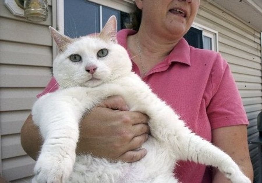 Obese Cat Prince Chunk Is Dead. Long Live Obese Cat Prince Chunk.