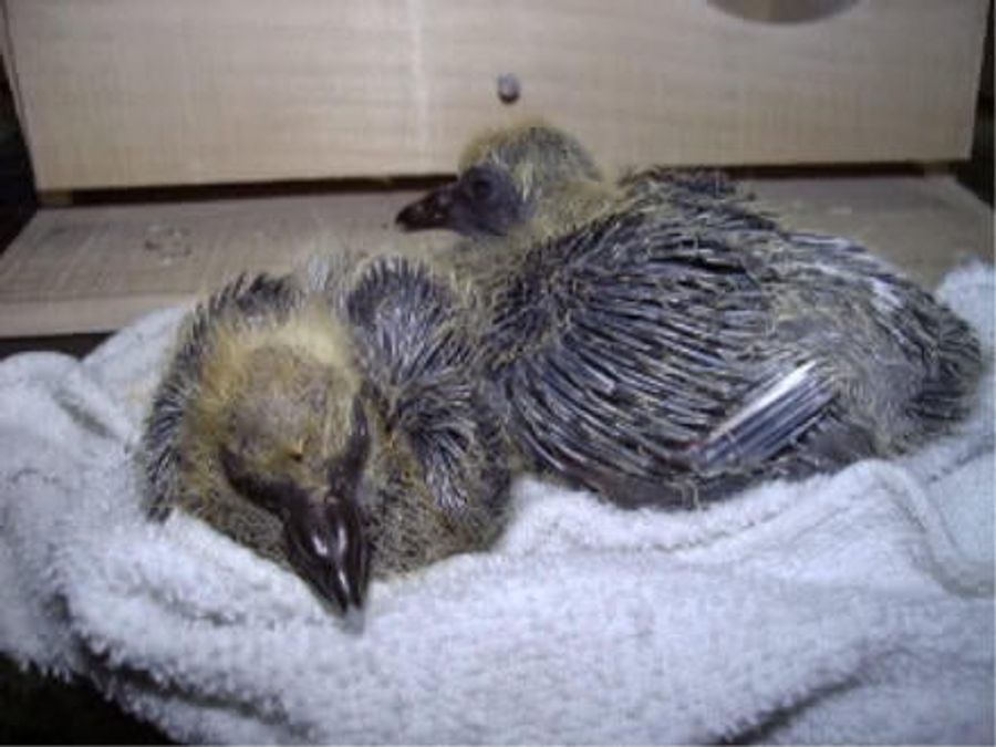 Chad Ochocinco's Pregnant Pigeon Saga Was A Bald-Faced Lie
