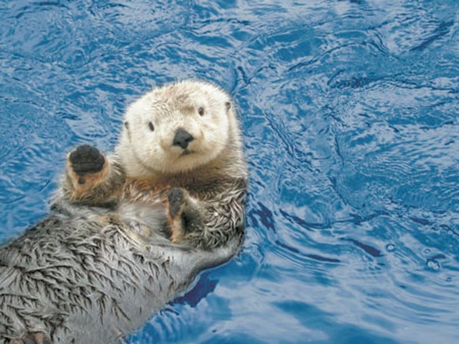 Here's A Waving Otter To Clear Your Heads Of Dong For The Weekend