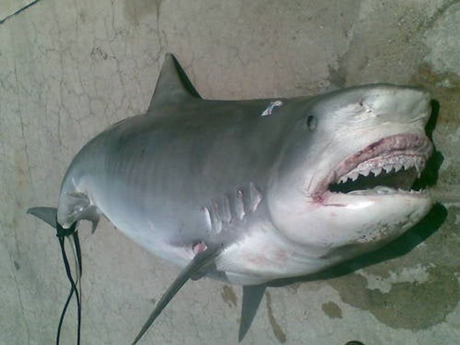 Here Are Some Grisly Photos Of A Sailor's Body Parts After Being Eaten By This Tiger Shark