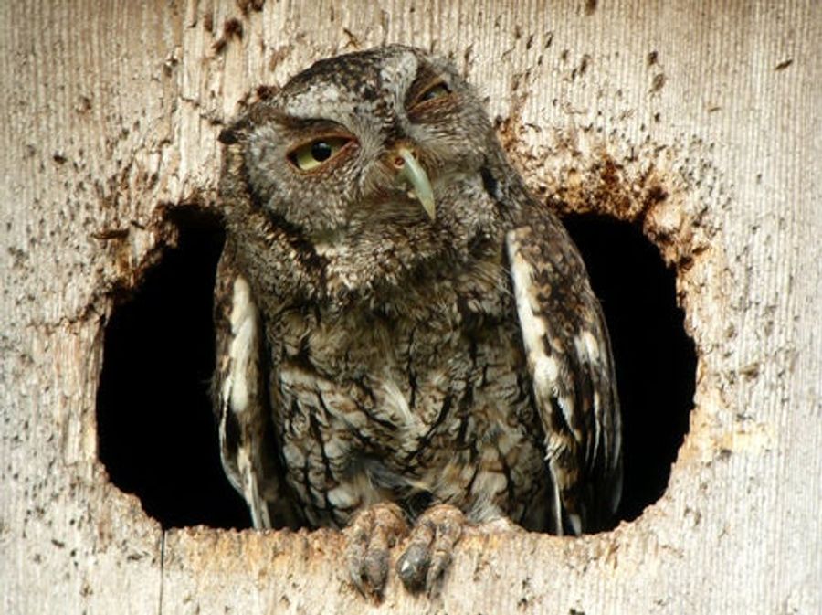 Hungover Owls? Hungover Owls.