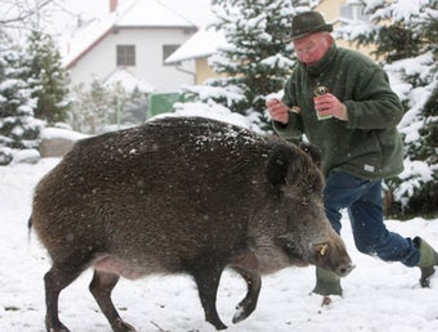Germany Being Overrun By Radioactive Boars