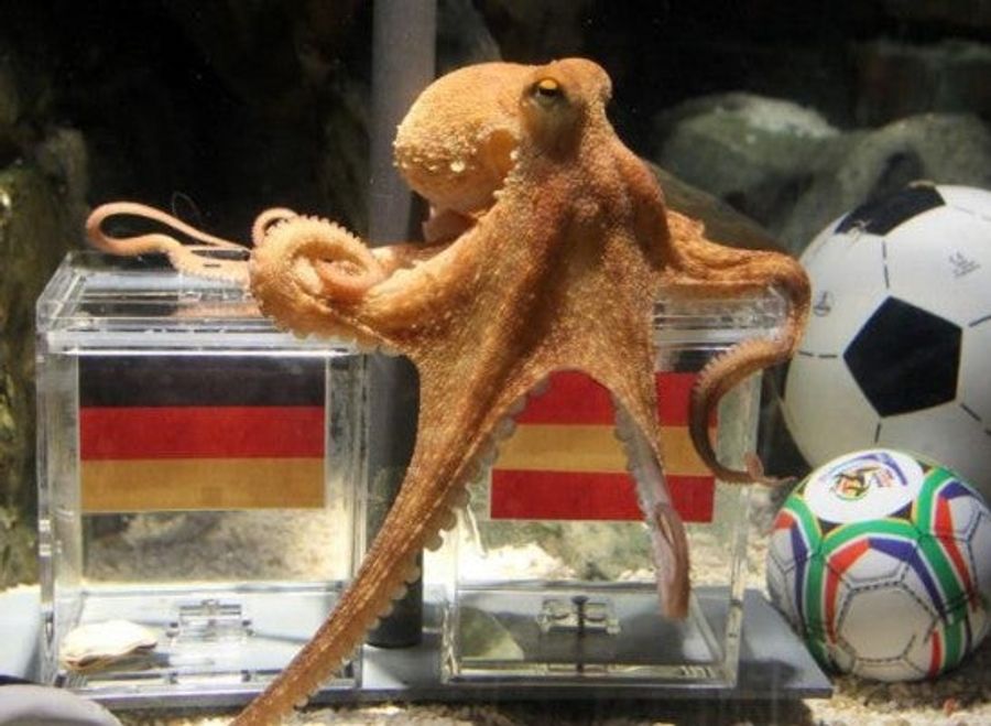 Psychic Octopus Predicts Spain, But It&#39;s A FRAUD!