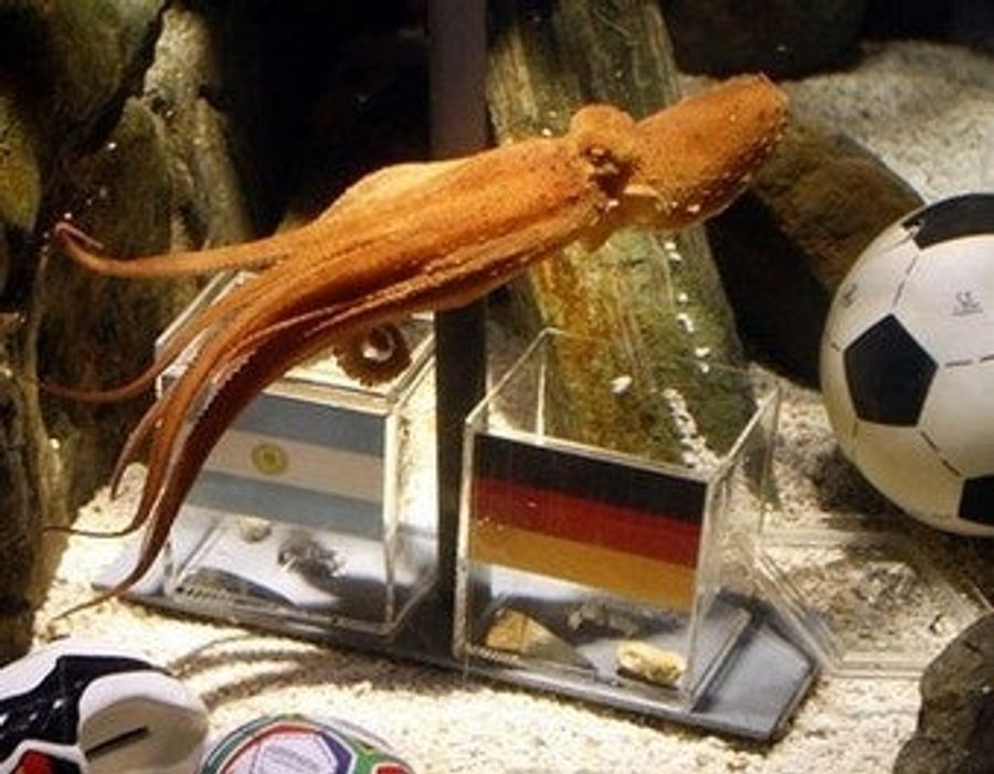 Sea Creatures, Soccer Powers Battle For Supremacy