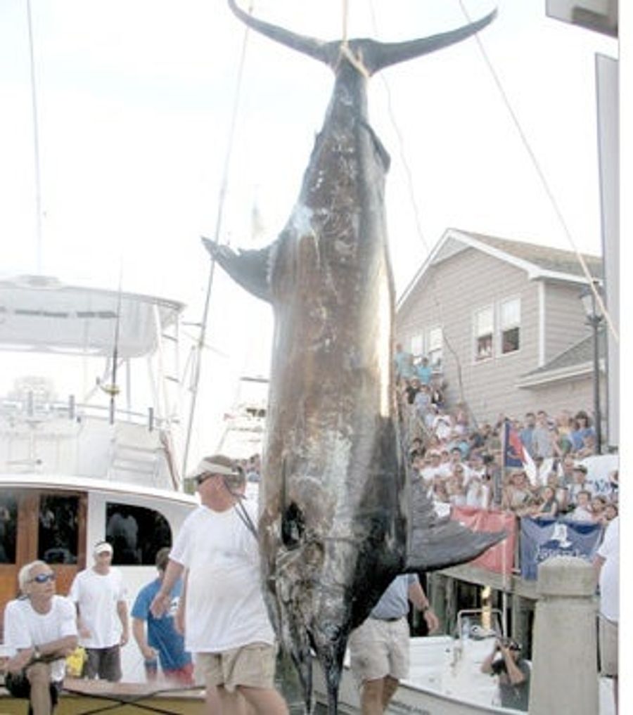 Fisherman Loses $900,000 Record Marlin Due To $5 Fishing License