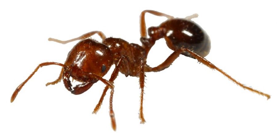 Cockblocked By Fire Ants! GREAT MOMENTS IN DRUNKEN HOOKUP FAILURE