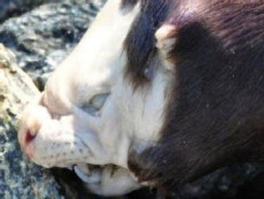 Montauk Monster Has Hideous, Equally Baffling Canadian Cousin