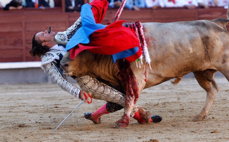 Bullfight Goes Horribly Right, For Bull