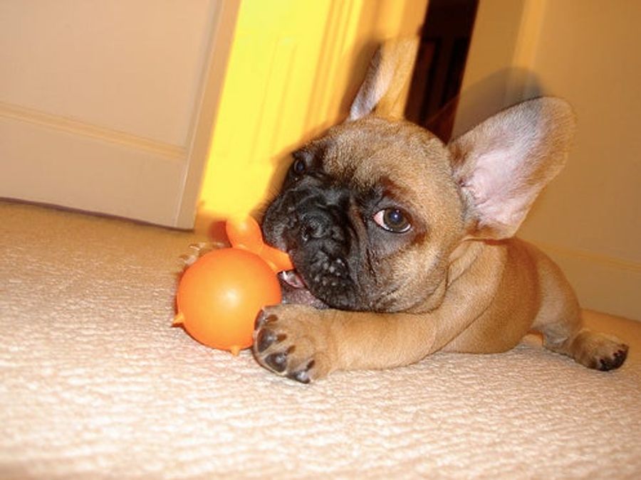 Canine Vs. Citrus: Your Gonzaga-Syracuse Open Thread