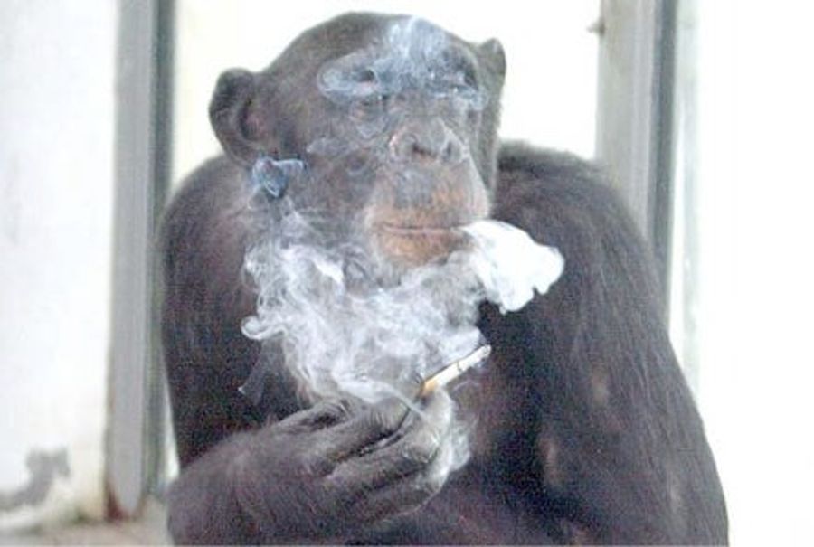 Even Monkeys Go To Rehab