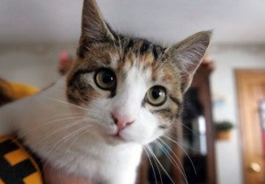 Tebow The Cat Survives Miraculous Journey, Won&#39;t Shut Up About It