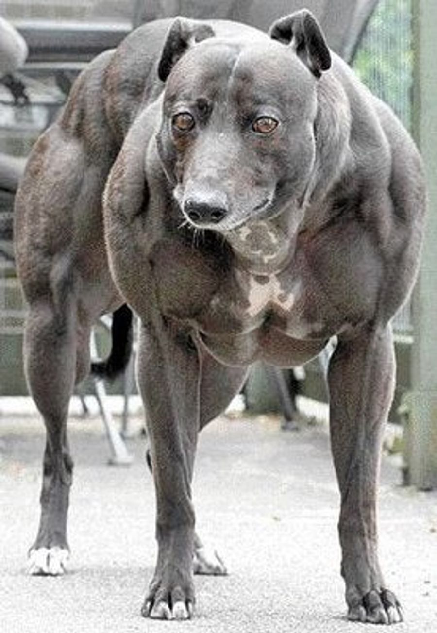 Dog Show? More Like The Gun Show