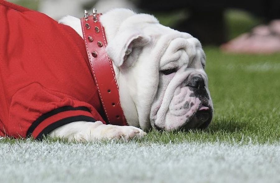 Uga VII Is Dead. Long Live Uga VIII