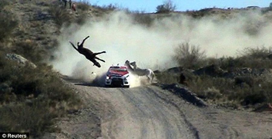 Man Asserts Dominion Over Nature, Hits Horse With Rally Car