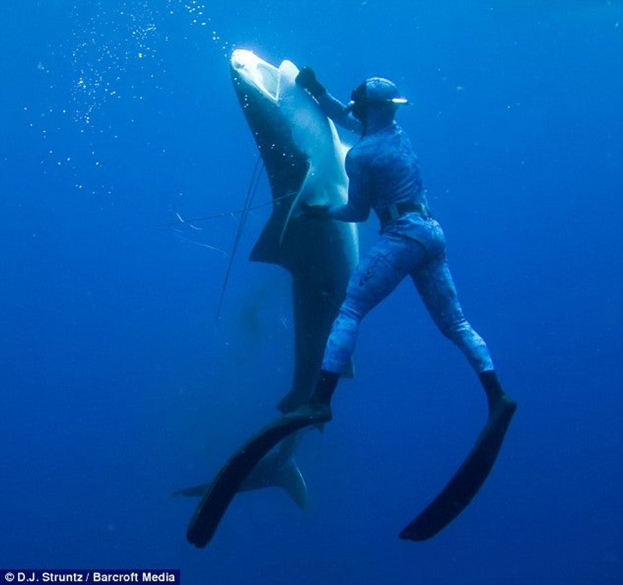 Die, Shark. Die, Shark. Die, Shark.