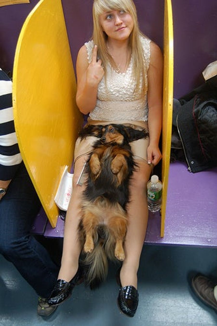 Ma&#39;am, There&#39;s A Dog In Your Crotch: Tales From Westminster