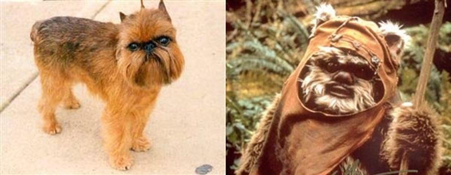 Brussels Griffon Favored To Win Biggest Dog Show (Yub Nub)