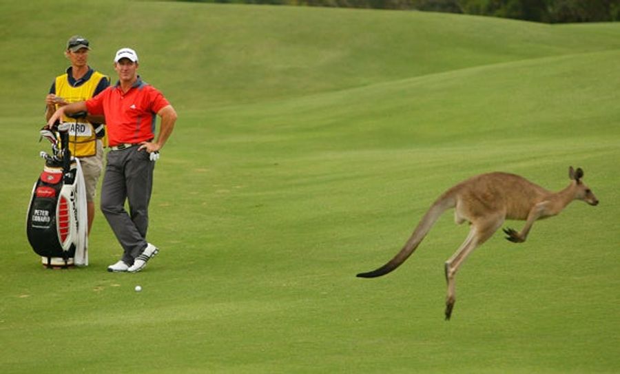 When Your Ball Lands In A Kangaroo's Pouch, Forget It, That Ball Is Gone