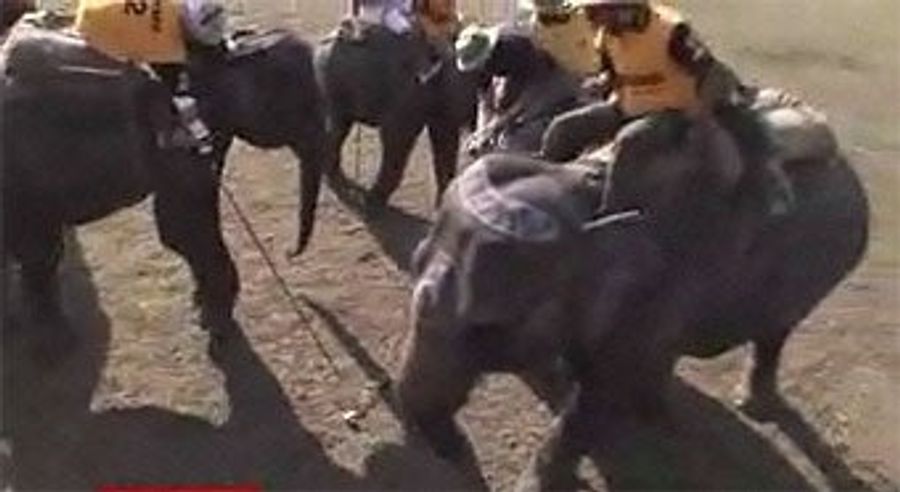 Your Elephant Polo News
