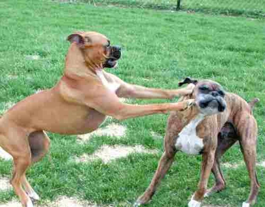 Morning Blogdome: Beware of Titsworth the Licking Boxer