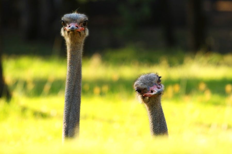 Minor League Baseball Stadium Now Home To Two Ostriches