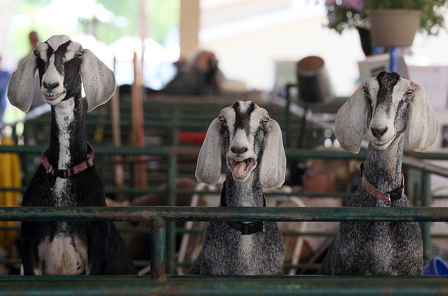 Someone Sent A Goat&#39;s Head To Wrigley Field