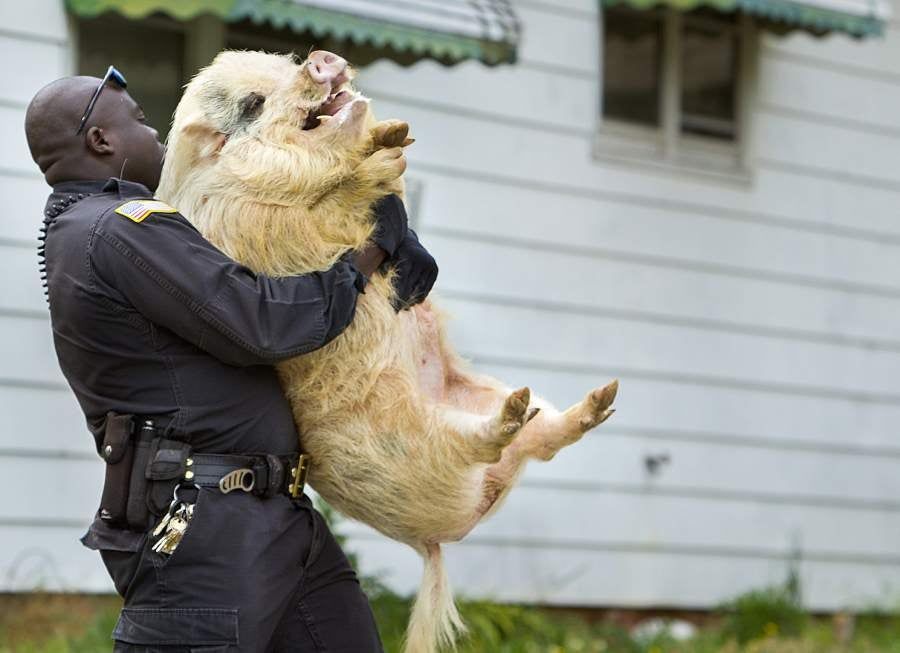 Giant-Ass Runaway Pig Is A Thing To Behold