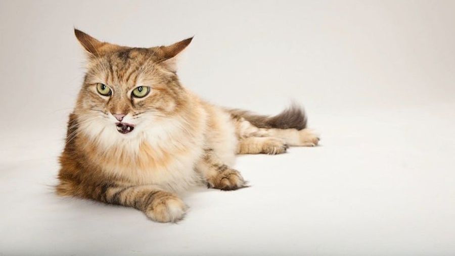 Olympic Organizers: Ugh, Fine. We Won't Kill 2,000 Stray Cats And Dogs