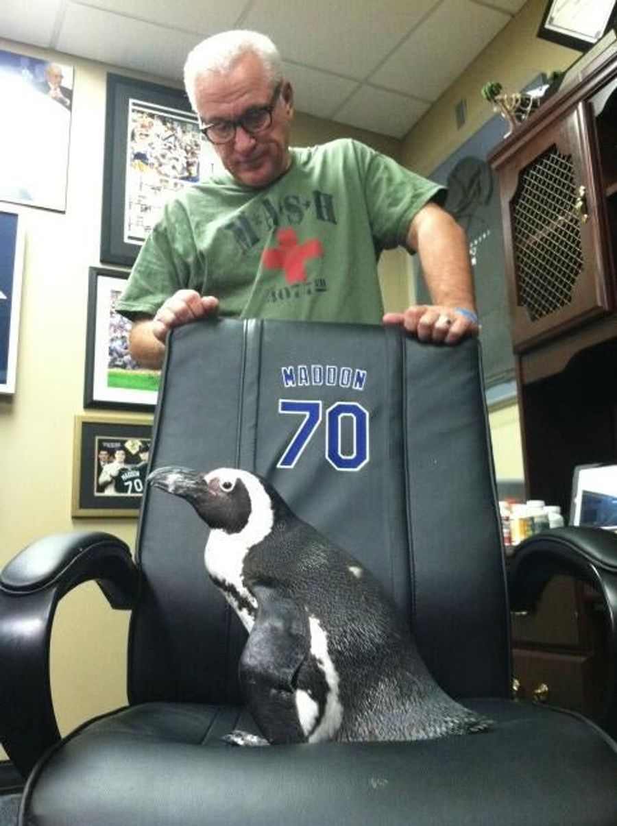 Here's A Penguin Sitting In Rays Manager Joe Maddon's Chair