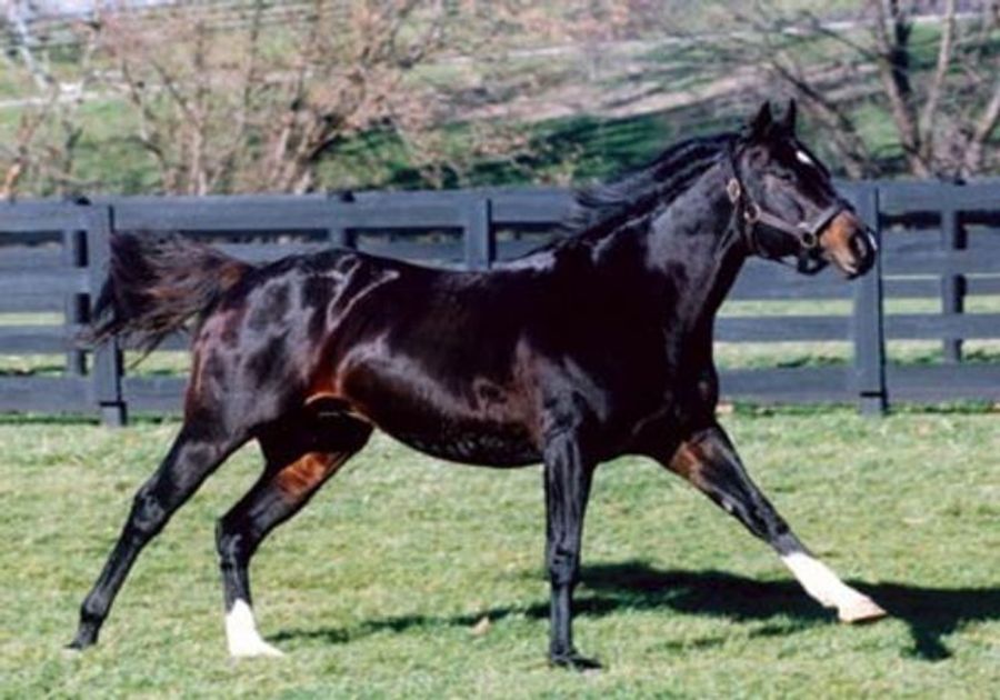 The Most Successful Stud Horse Of All Time Has Died