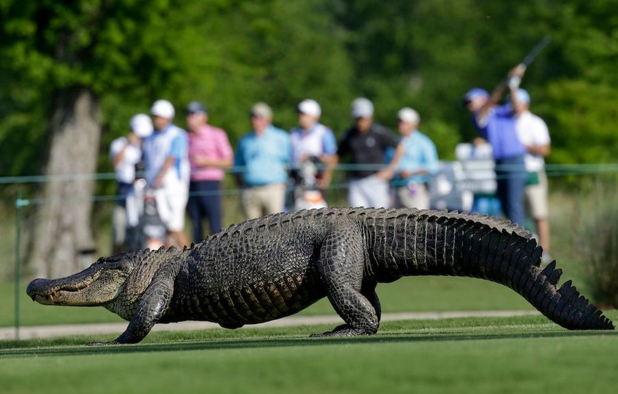 Here Are A Bunch Of Photos Of An Alligator At The Zurich Open